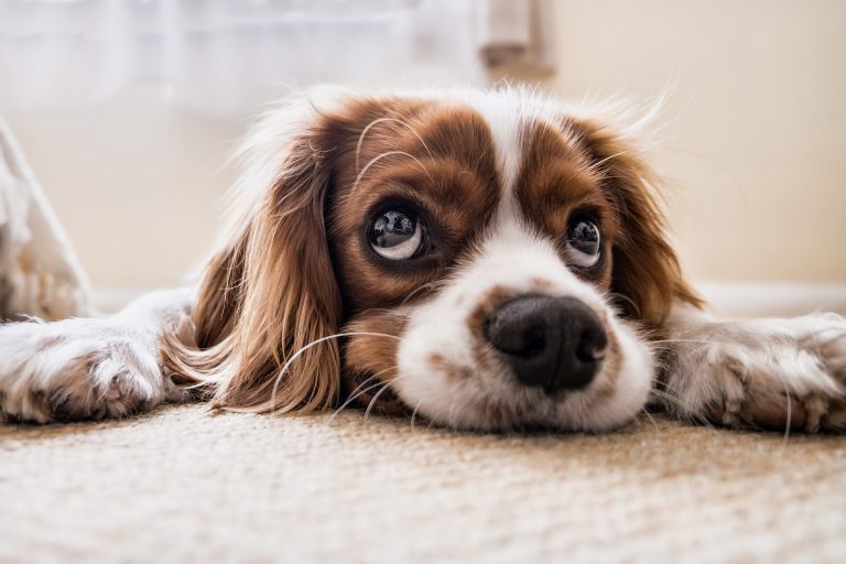 Bescherm je hond met de producten van Hurtta