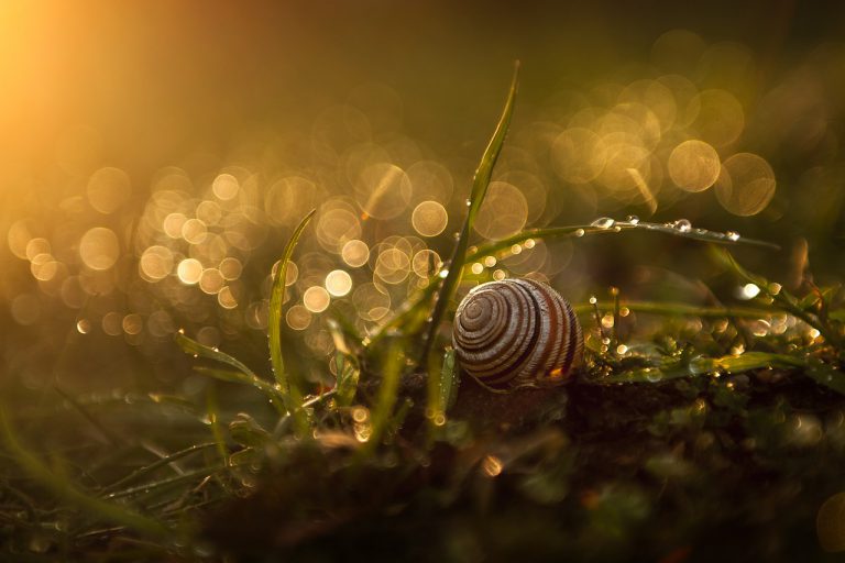 Een herfst-proof tuin voor de koude maanden